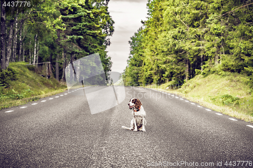 Image of Dog on an empty asphalt road