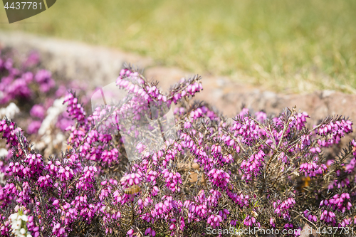 Image of Wild heather in vibrant purple colors