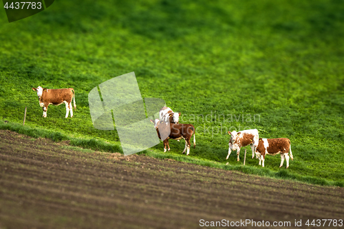 Image of Cattle on a green meadow behind a fence