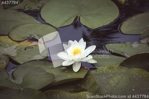 Image of Waterlily with a white flower in dark water