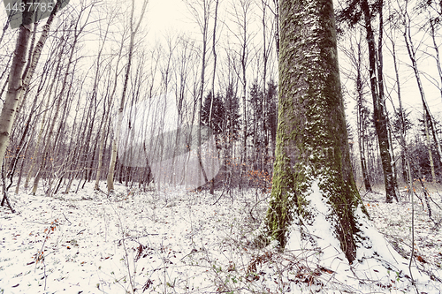 Image of Large tree covered with green moss and white snow