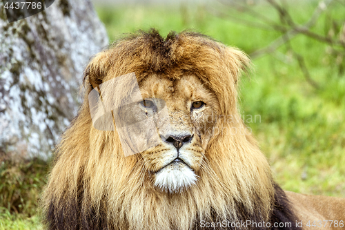 Image of Male lion with a beautiful mane