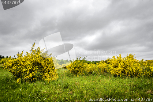 Image of Yellow broom bushes on a green field