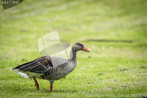 Image of Goose walking on green grass in the spring