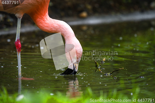 Image of Pink flamingo drinking water from a pond