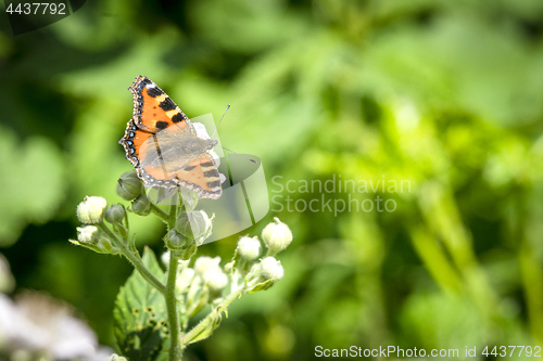 Image of Tortoiseshell butterfly sitting on a white flower