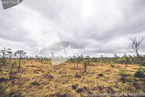 Image of Small pine trees in a prairie landscape