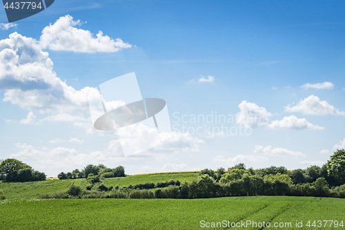 Image of Green fields in rural environment in the spring