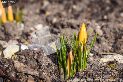 Image of Crocus flowers blooming in the spring