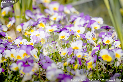 Image of Viola tricolor also known as Johnny Jump up flowers