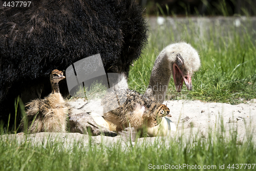 Image of Ostrich youngsters with their mother
