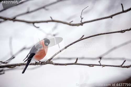 Image of Eurasian Bullfinch in beautiful colors in a tree