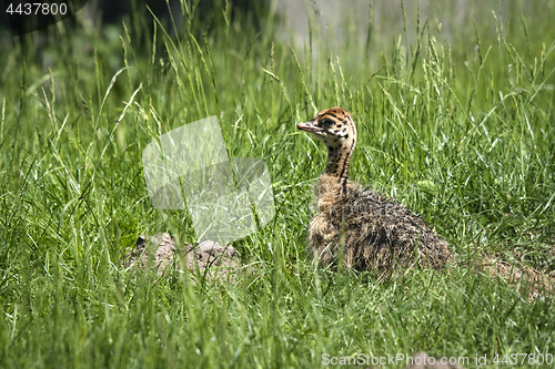 Image of Young ostrich bird hiding in the grass