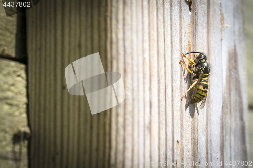 Image of Big wasp on a wooden surface