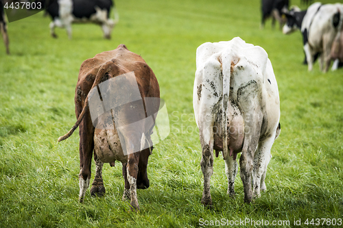 Image of Cattle with large udder grazing on a green field