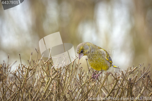 Image of European greenfinch on a hedge in the fall