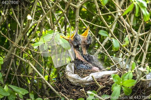Image of Birds nest with two newly hatched blackbirds