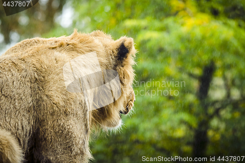 Image of Lion looking out on the rain