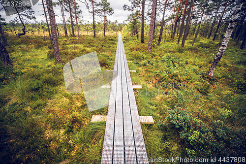 Image of Wooden trail in a swamp with tall tress