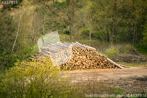 Image of Large woodstack in a forest