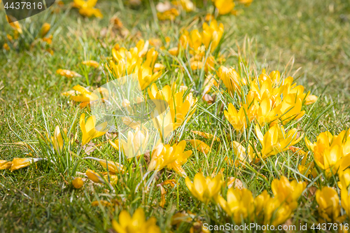 Image of Springtime crocus flowers in yellow colors