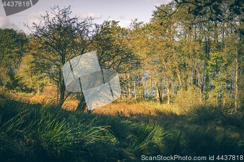 Image of Deer walking in some tall grass in the autumn sun