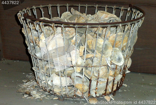 Image of Empty oyster shells.