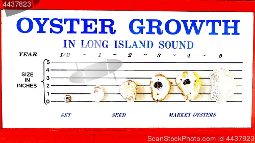 Image of Oyster growth chart.