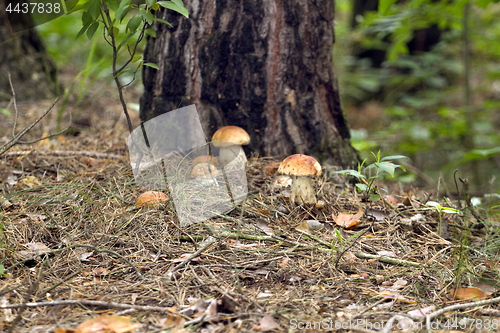 Image of Mushrooms in the woods