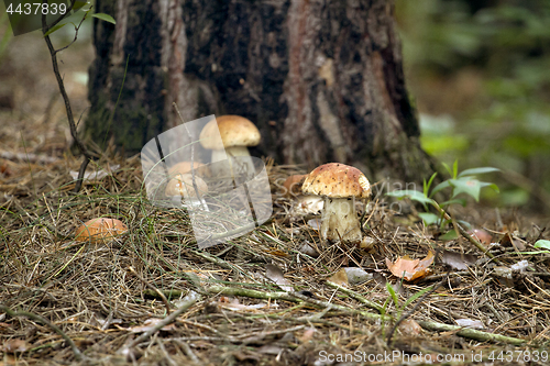 Image of Mushrooms in the woods