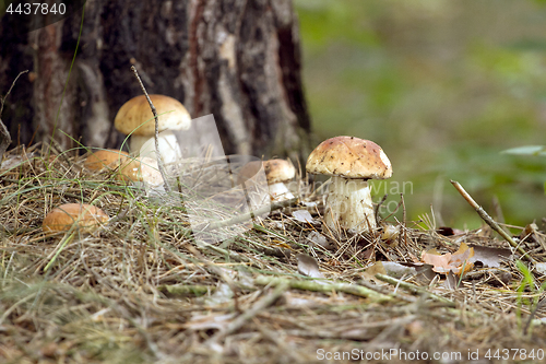 Image of Mushrooms in the woods