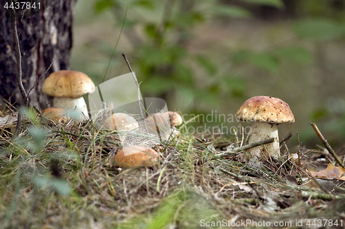 Image of Mushrooms in the woods