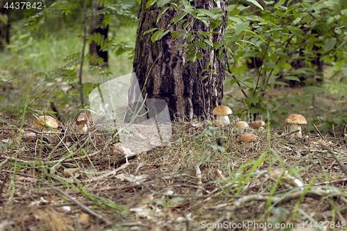 Image of Mushrooms in the woods