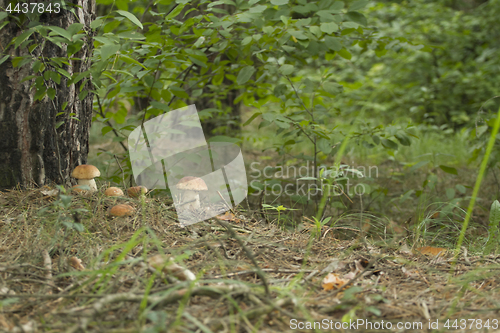 Image of Mushrooms in the woods