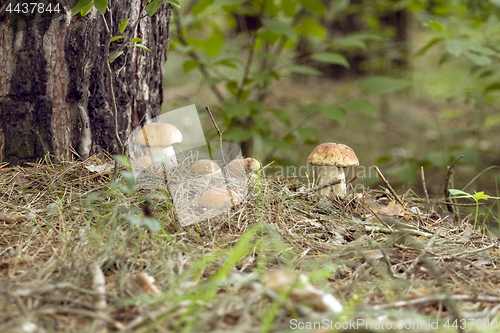 Image of Mushrooms in the woods