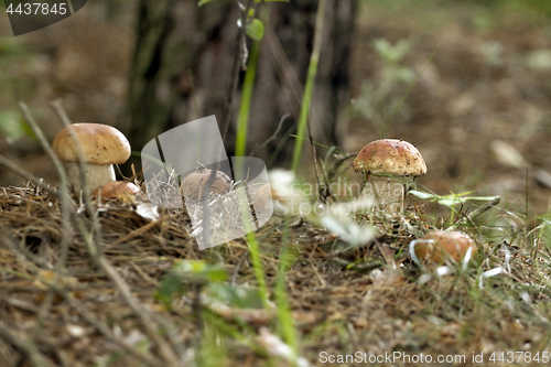 Image of Mushrooms in the woods