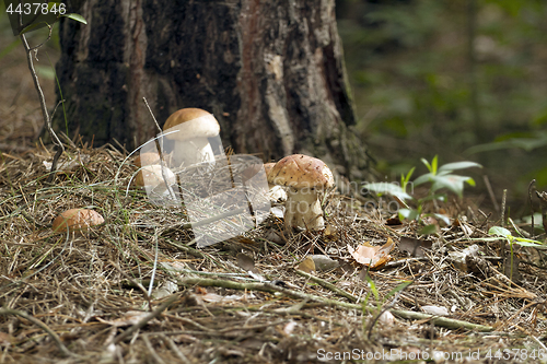 Image of Mushrooms in the woods