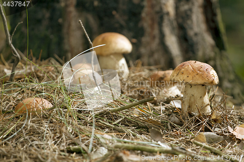 Image of Mushrooms in the woods