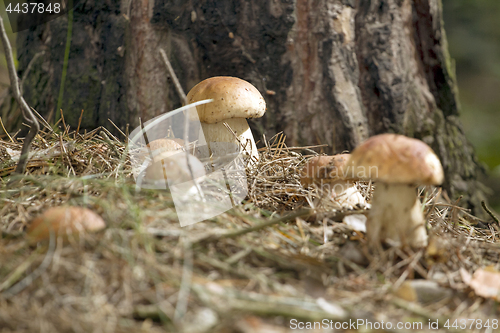 Image of Mushrooms in the woods