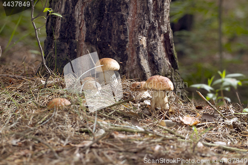 Image of Mushrooms in the woods