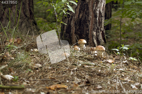 Image of Mushrooms in the woods