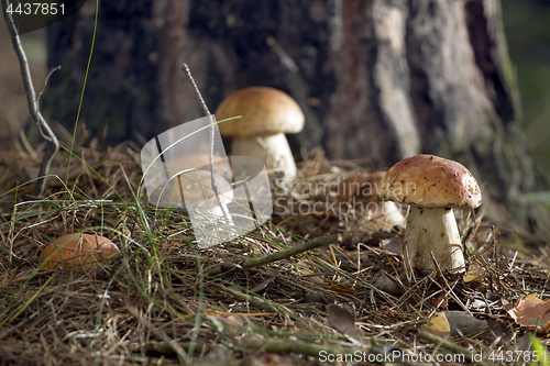 Image of Mushrooms in the woods