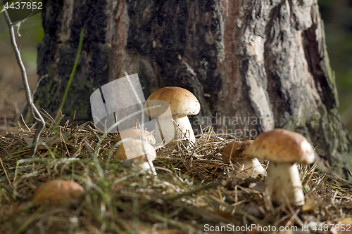 Image of Mushrooms in the woods