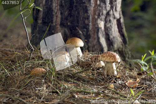 Image of Mushrooms in the woods