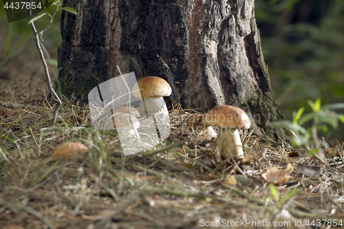 Image of Mushrooms in the woods