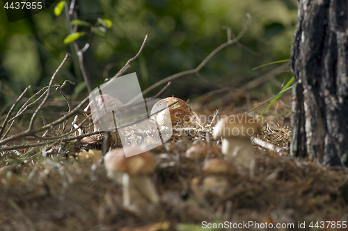 Image of Mushrooms in the woods