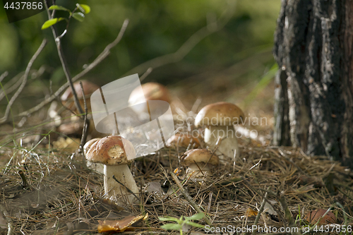 Image of Mushrooms in the woods