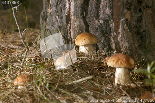 Image of Mushrooms in the woods