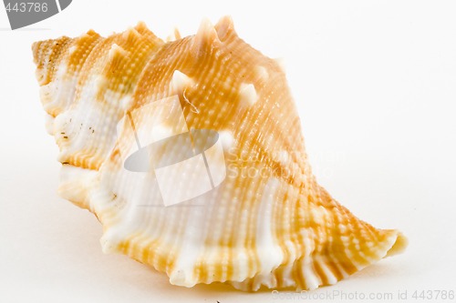 Image of Conch