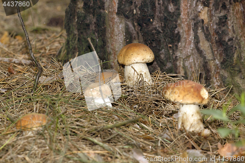 Image of Mushrooms in the woods